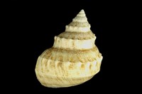 藏品(玉珠銀鐘螺)的圖片